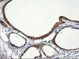 RGS16 Antibody (clone OTI4C9, Carrier-free)