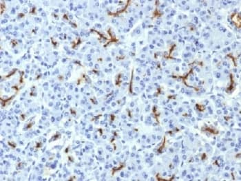 CFTR Antibody (clone CFTR/1643, Azide-free, BSA-free)