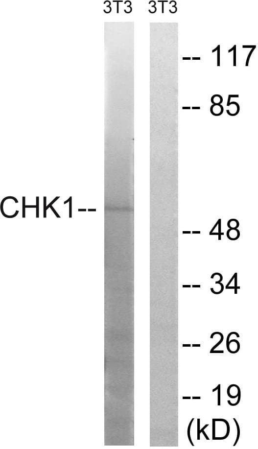 CHEK1 / CHK1 Antibody (aa286-335)