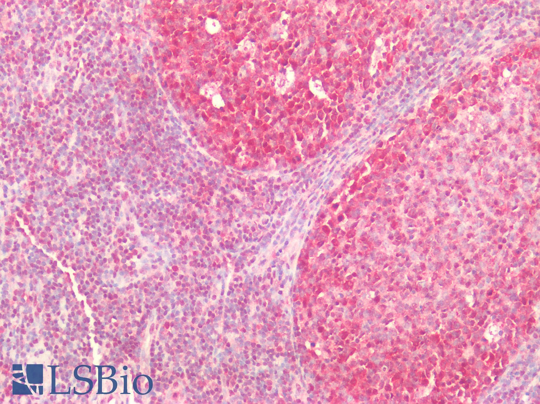 IHC-plus™ Polyclonal Rabbit anti-Human CASP9 / Caspase 9 Antibody (Cleaved Asp353, IHC, IF, WB)