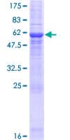 Human LYSMD4 Protein (Recombinant GST)