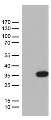 BCL2L11 / BIM Antibody (aa1-198, clone OTI2H5, Carrier-free)