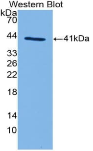 Complement C3a Antibody (aa670-742)
