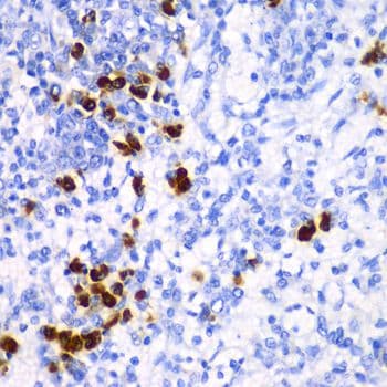 MtTFA / TFAM Antibody