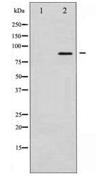 STAT3 Antibody