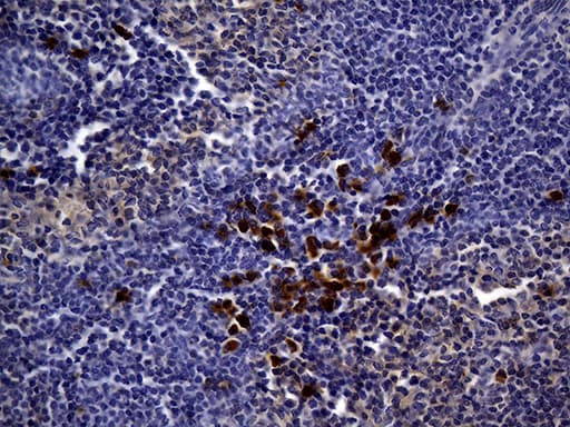MME / CD10 Antibody (aa411-750, clone UMAB236)