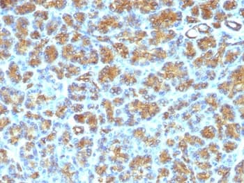 MFGE8 /Lactadherin Antibody (clone SPM291)