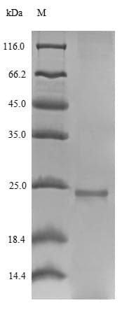 Trichoderma rodA / Hydrophobin Protein (Recombinant 6His-SUMO, N-terminus)