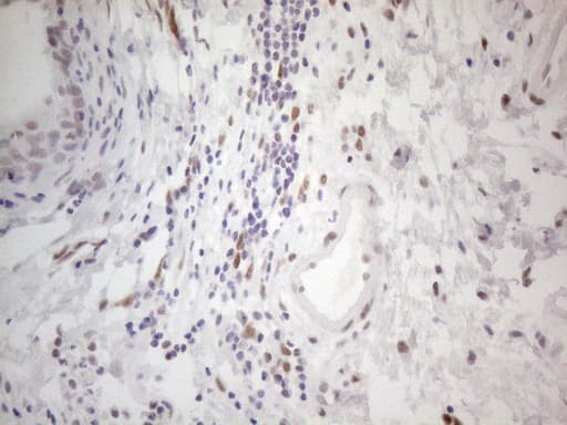 HDAC2 Antibody (aa415-488, clone OTI7E10)
