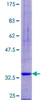 Human SPINK6 Protein (Recombinant GST)