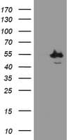 CHN1 Antibody (clone OTI2G6)