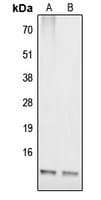 COX17 Antibody (N-Terminus)
