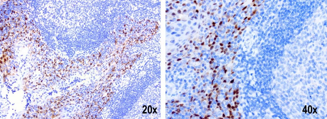 IRF6 Antibody (clone UMAB106)