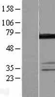 DDX55 Protein (Over-Expression Lysate Myc-DDK (Flag))