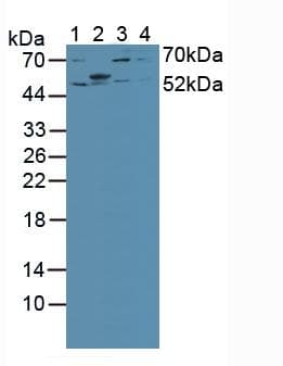 IRF2 Antibody