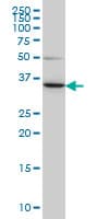 LZTFL1 Antibody (clone 7F6)