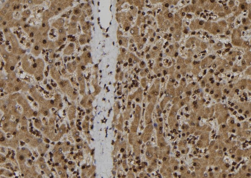 IL-33 Antibody