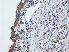 UBE2G2 Antibody (clone OTI1D7)