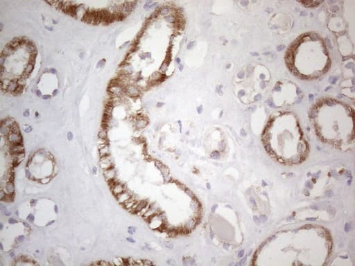 SDHB Antibody (clone OTI1H6)