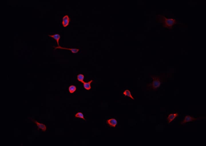 HNRNPA2B1 Antibody