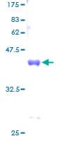 Human SUMO2 Protein (Recombinant GST)