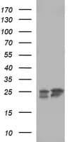 BID Antibody (clone OTI1G10, Carrier-free)