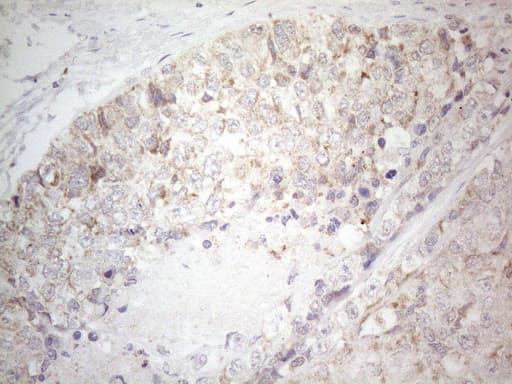 BTG2 Antibody (clone OTI4C10)