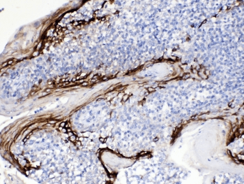 FDC-SP / C4orf7 Antibody