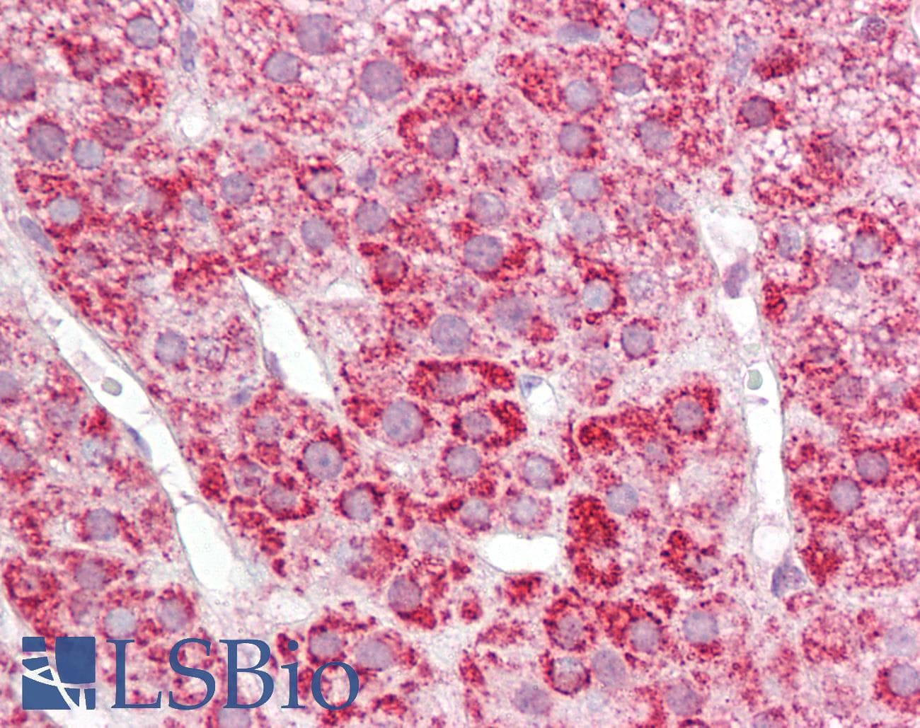IHC-plus™ COX17 Antibody (aa1-50)
