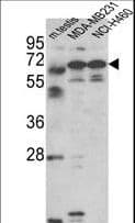 FSCN3 Antibody (aa1-30)