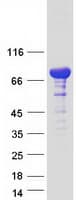 Human RAB11FIP1 Protein (Recombinant Myc-DDK (Flag))