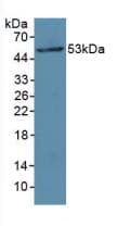 MYLK Antibody (aa1684-1884, Cy3)