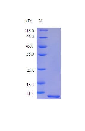 Human TFF2 / SP Protein (Recombinant)