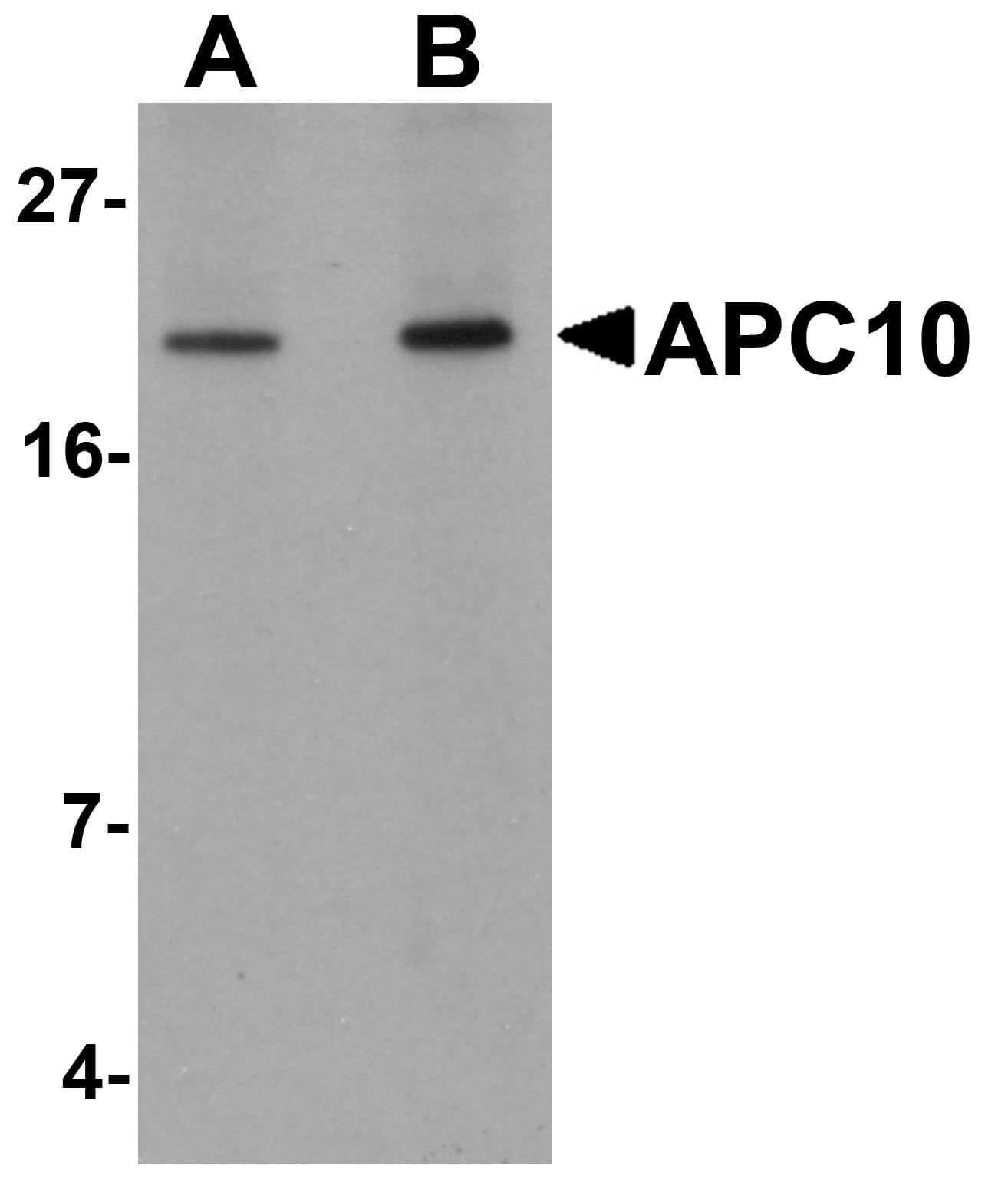 IHC-plus™ ANAPC10 / APC10 Antibody