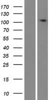 TMEM132E Protein (Over-Expression Lysate Myc-DDK (Flag))