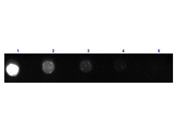 Goat Anti-Mouse IgG Secondary Antibody (FITC)