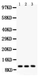 PRL / Prolactin Antibody