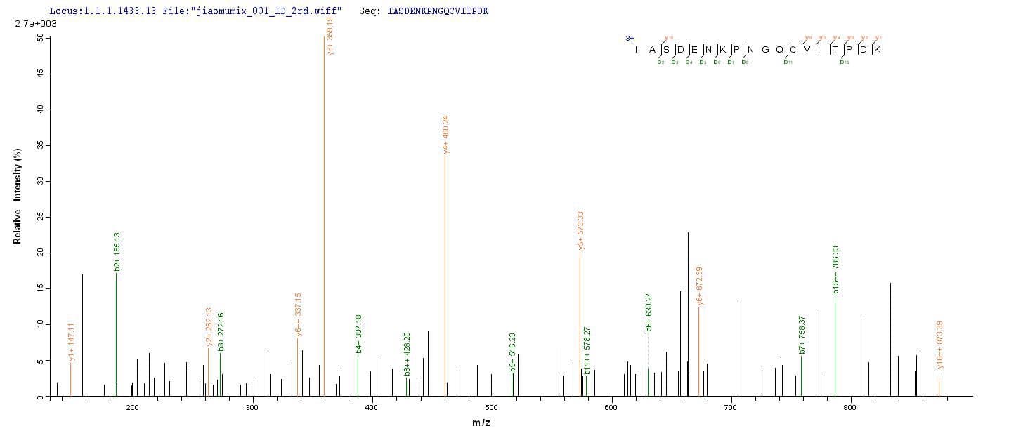 Colwellia psychrerythraea POLK / DNA Polymerase Kappa Protein (Recombinant 6His, N-terminus)