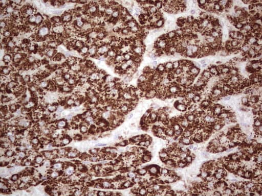 ABAT Antibody (aa29-323, clone OTI3F6, Carrier-free)