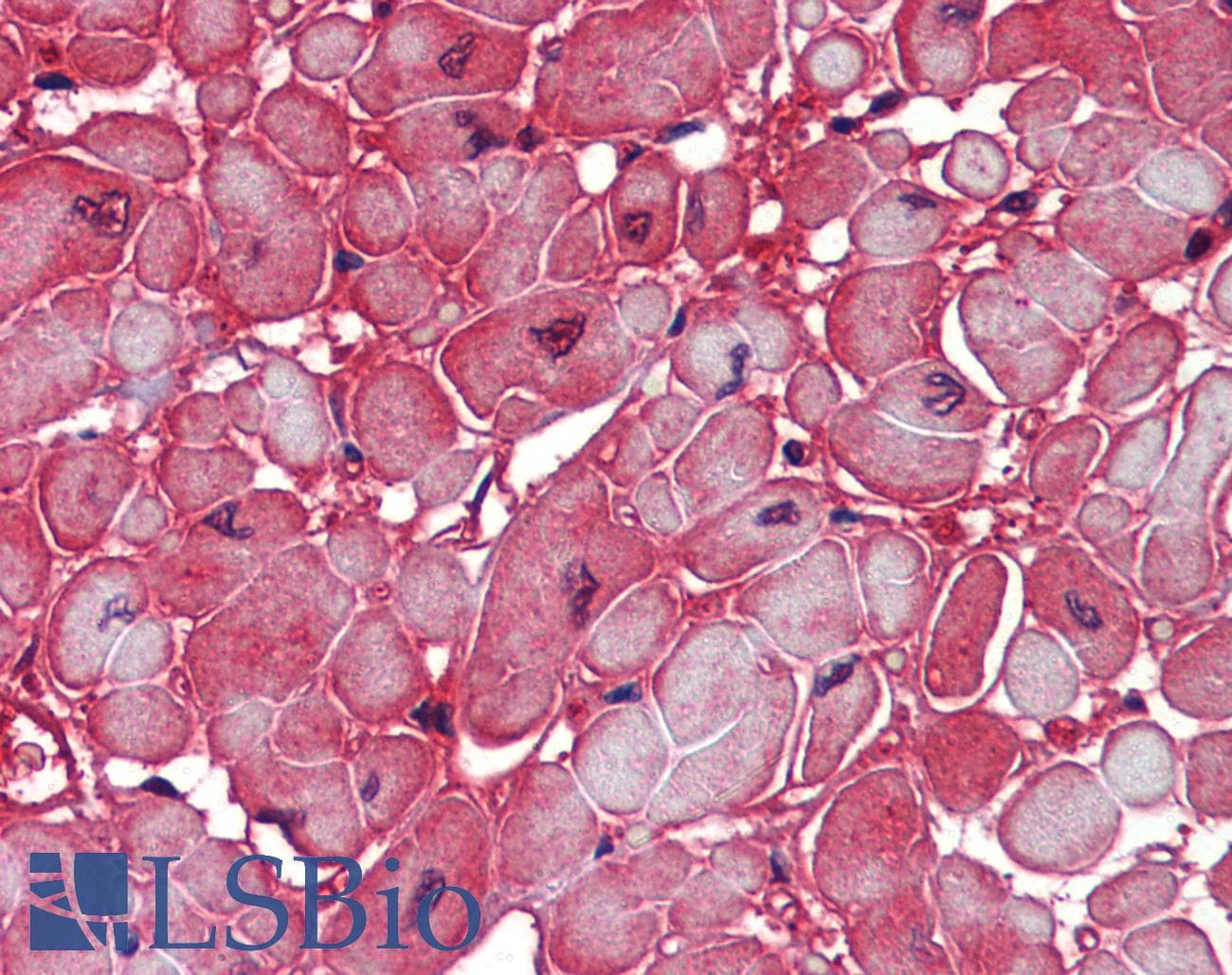 IHC-plus™ SOD1 / Cu-Zn SOD Antibody