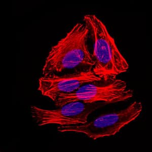 IHC-plus™ BPIFA2 / SPLUNC2 Antibody (clone 1F12)