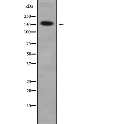 ARHGAP23 Antibody