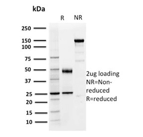 CD274 / B7-H1 / PD-L1 Antibody (clone PDL1/2746, Azide-free, BSA-free)