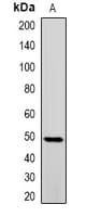 PRMT2 Antibody