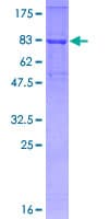 Human TRAF6 Protein (Recombinant GST)