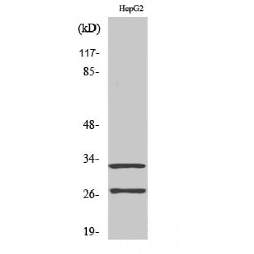 CTSG / Cathepsin G Antibody (10-90 aa, N-terminal)