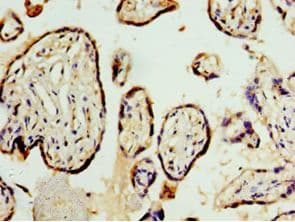 STRAP / MAWD Antibody (aa1-350)