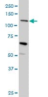 MUC4 Antibody (clone 5B12)