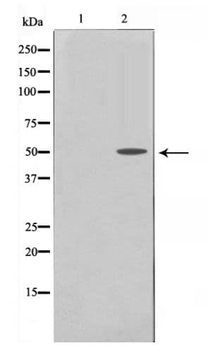 PDCD4 Antibody (phospho-Ser457)