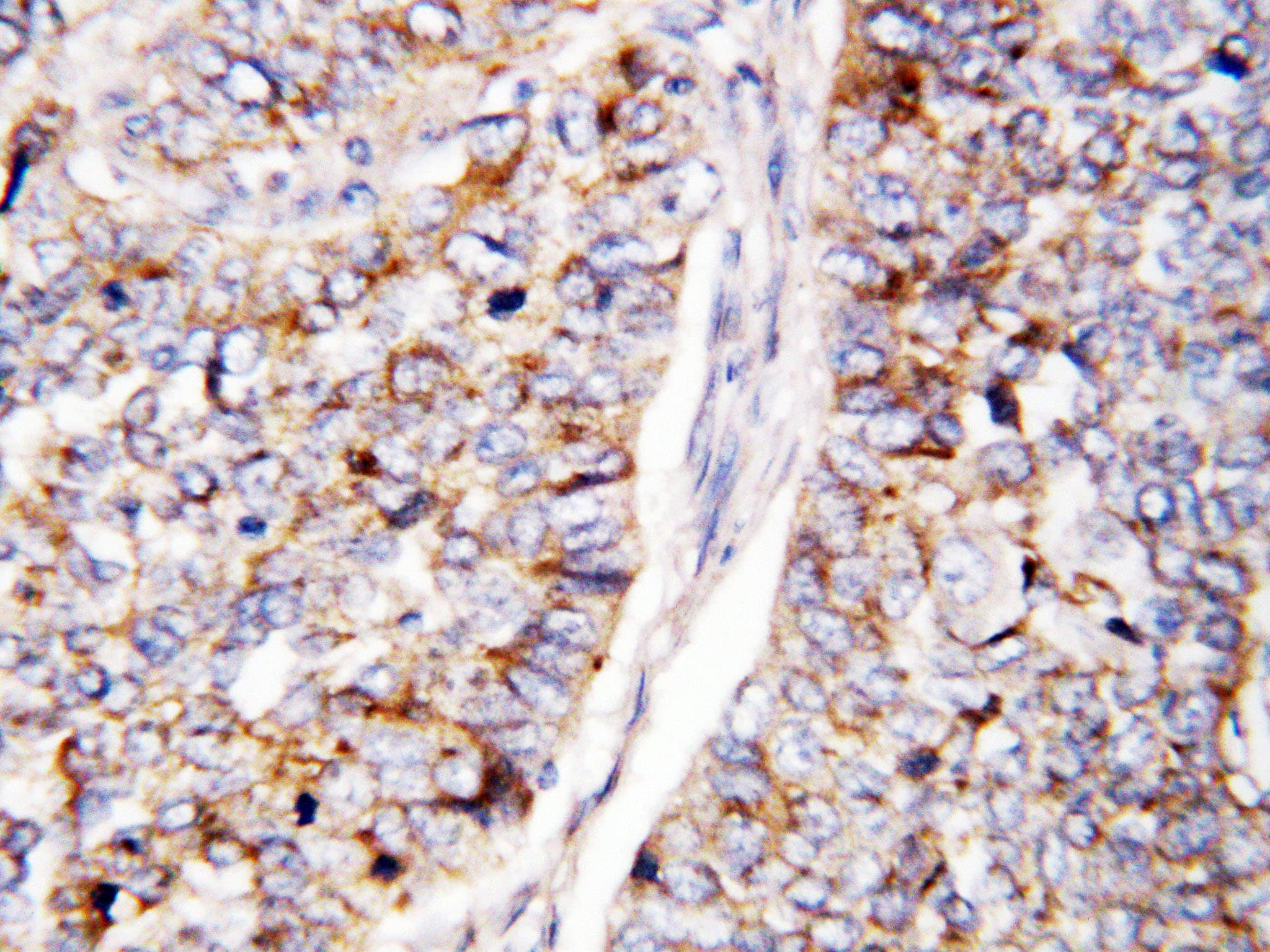CDC25B Antibody (aa541-559)